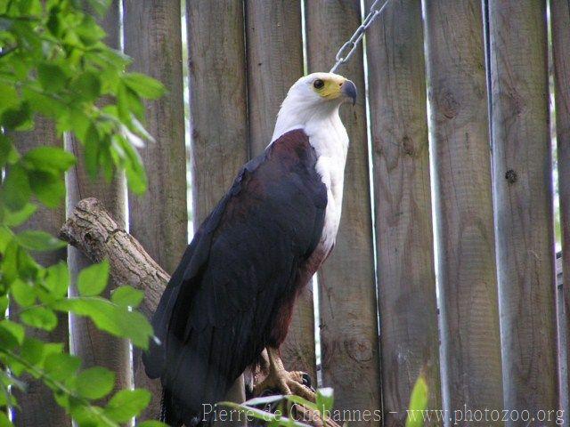 African fish-eagle