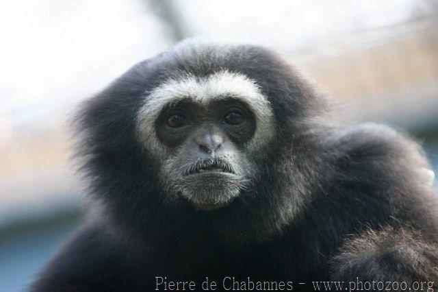 Gibbon