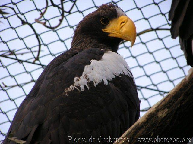 Steller's sea-eagle