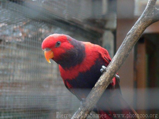 Violet-necked lory *