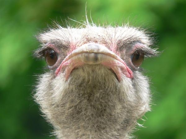 South-African ostrich