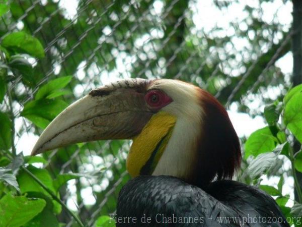 Wreathed hornbill