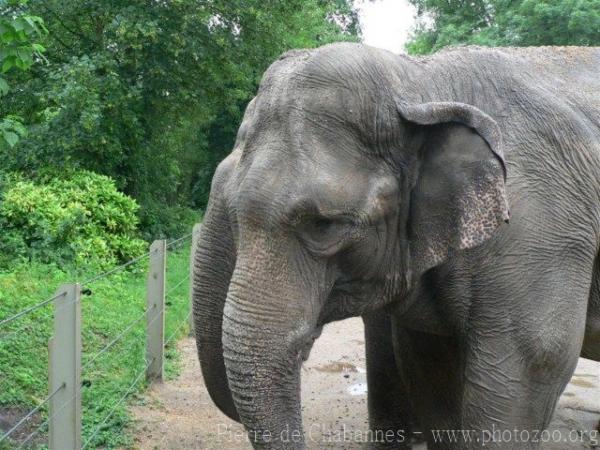 Asian elephant