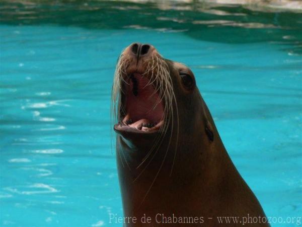 Californian sea-lion