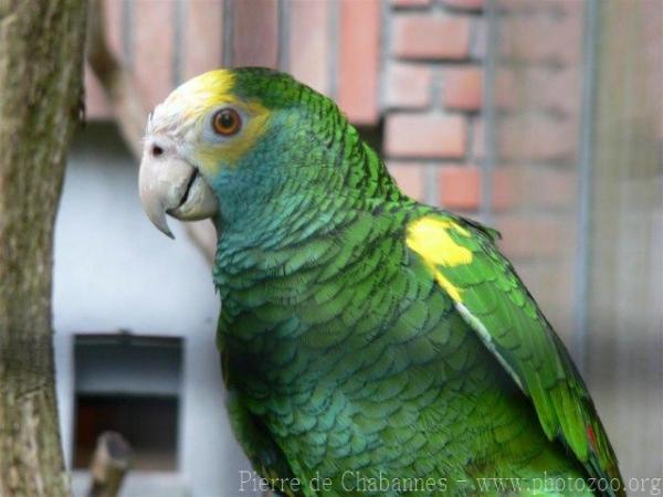 Yellow-shouldered amazon