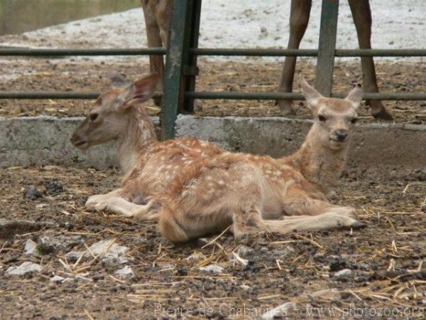 Bukhara red deer