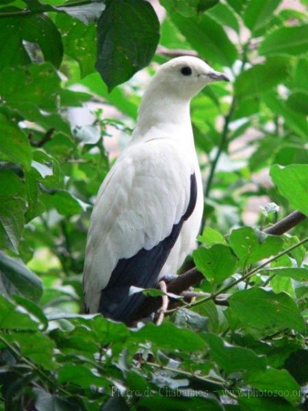 Pied imperial-pigeon