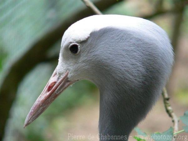 Blue crane