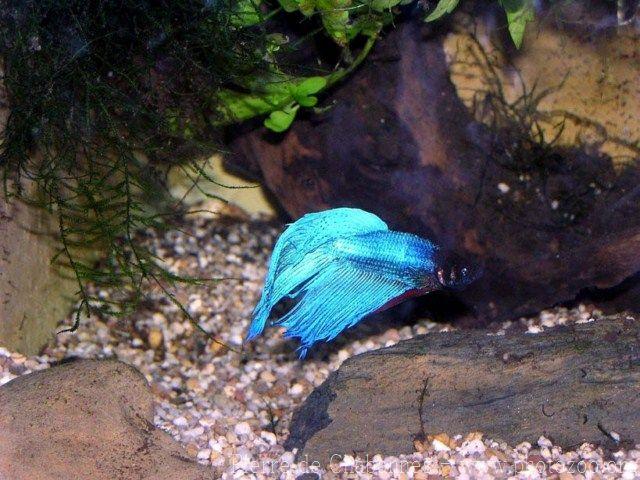 Siamese fighting-fish