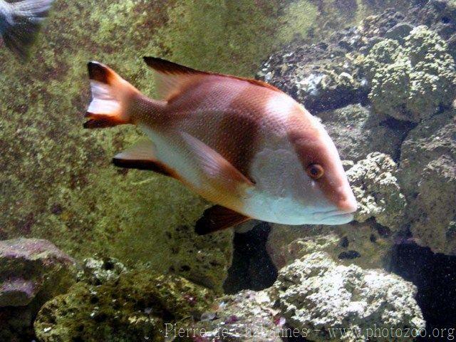 Emperor red snapper