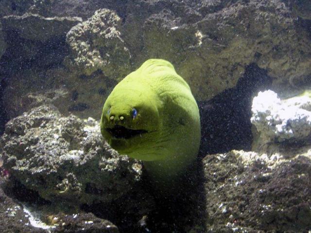 Green moray