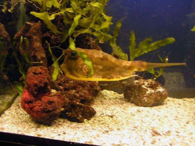 Longhorn cowfish