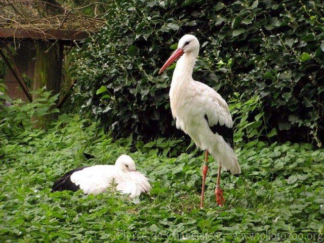 Eurasian white stork