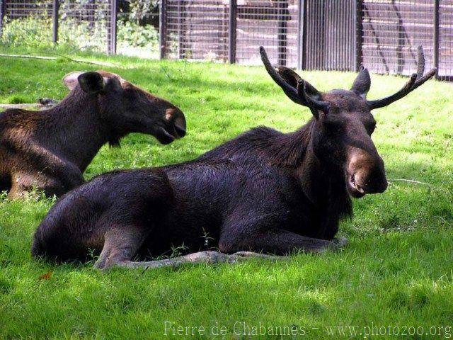 Eurasian elk