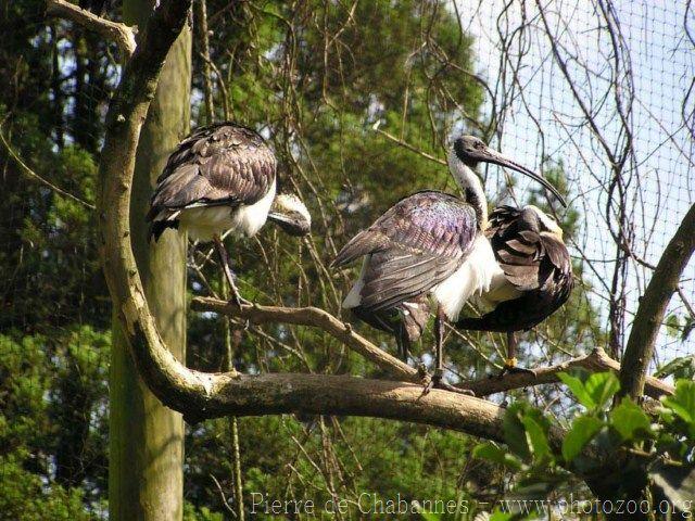 Straw-necked ibis