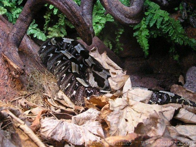 Rhinoceros viper