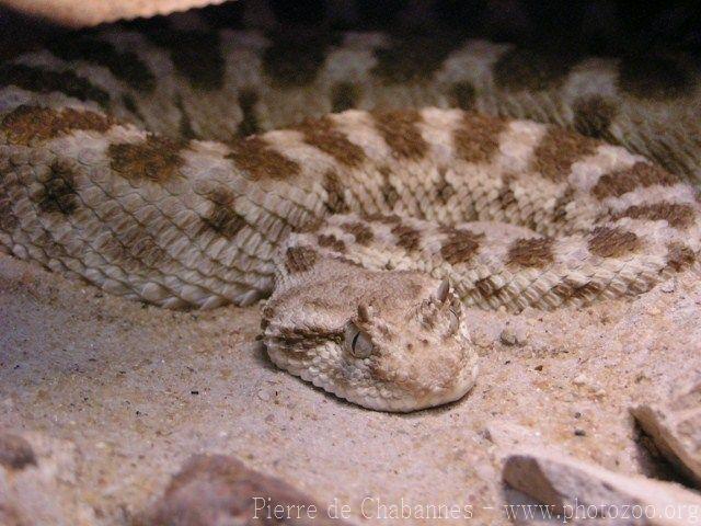 Sahara horned viper