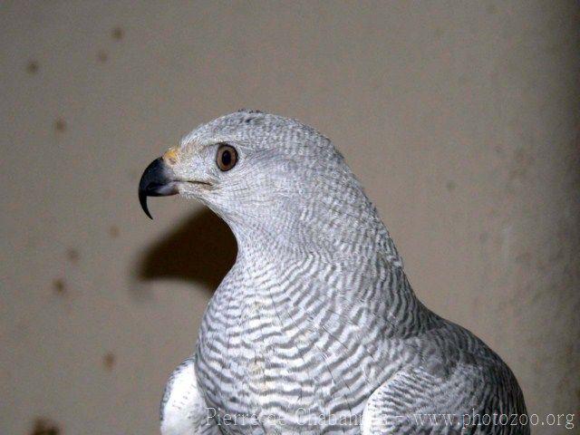 Grey hawk *