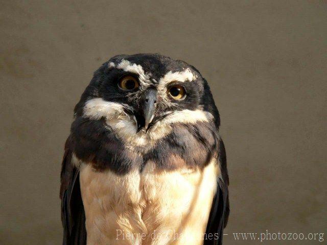 Spectacled owl