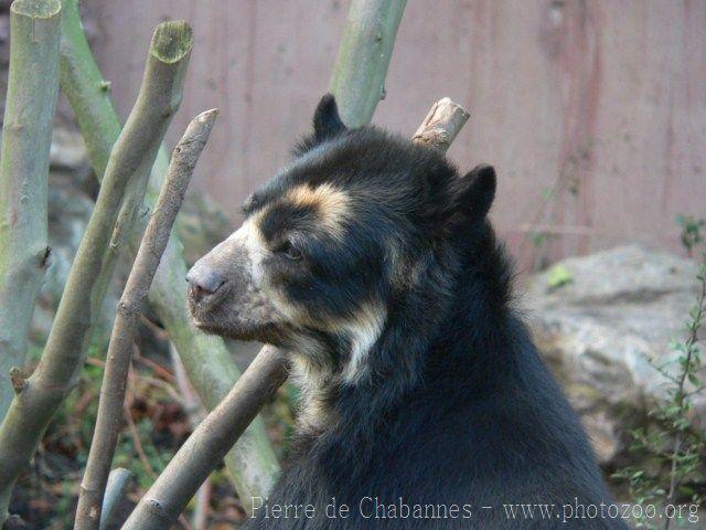 Spectacled bear