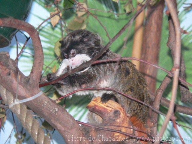 Emperor tamarin