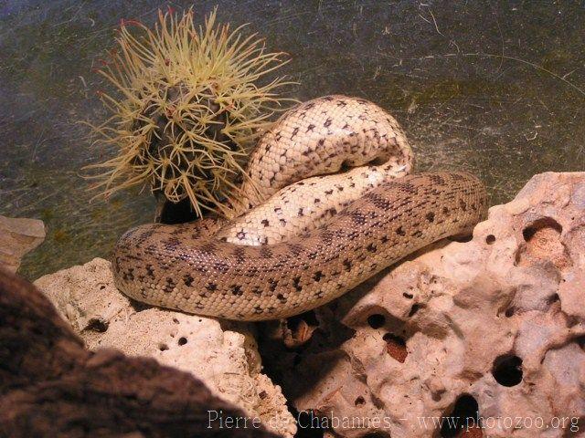 Tartar sand boa *