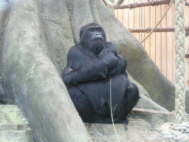 Grauer's gorilla