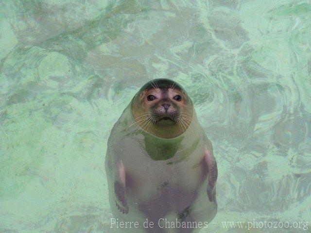 Harbor seal