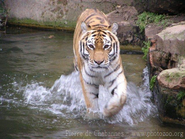 Mainland (Siberian) tiger