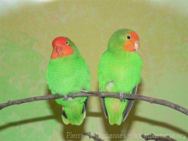 Red-headed lovebird