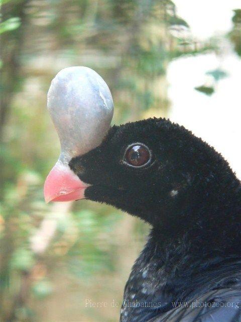 Helmeted curassow