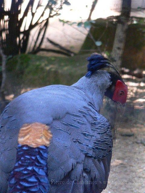 Siamese crested fireback