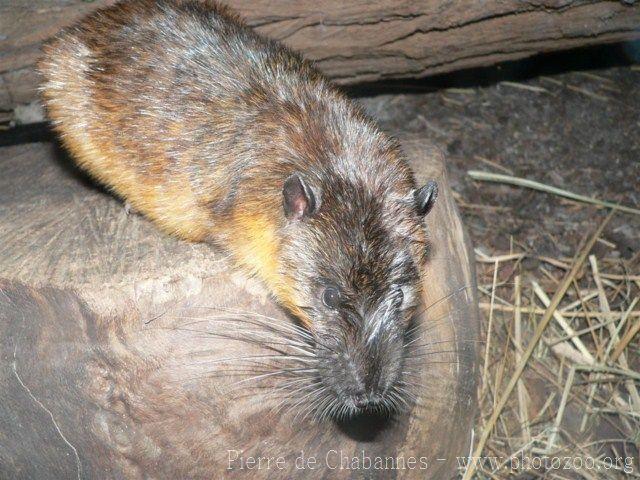 Australian water rat