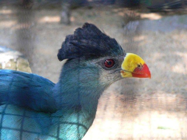 Great blue turaco