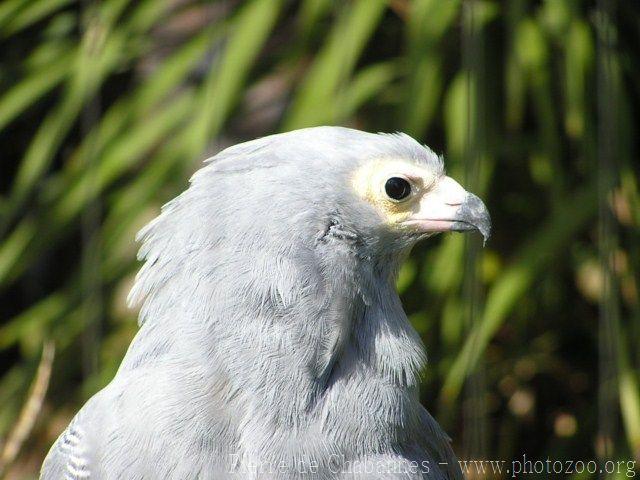 African harrier-hawk