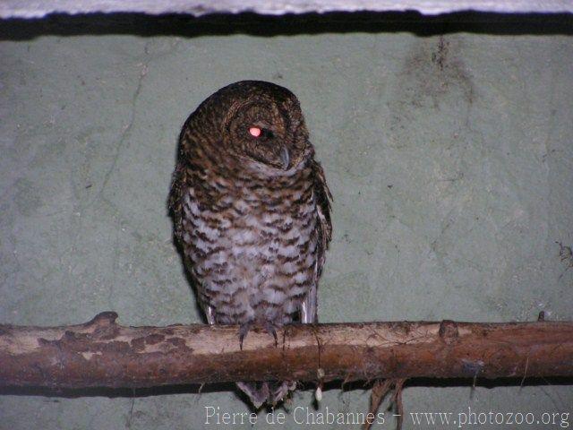 Rusty-barred owl