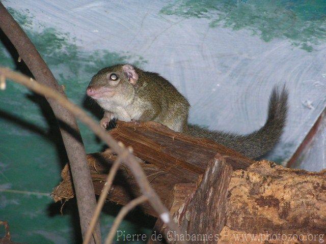 Large treeshrew *