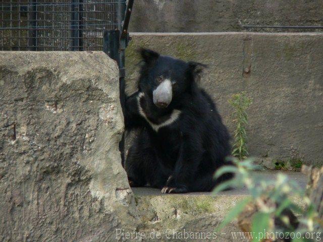 Sri-Lankan sloth bear *