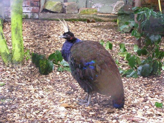 Congo peafowl