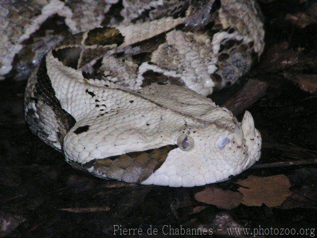 West-African gaboon viper