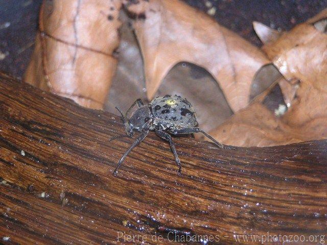 Frégate island giant beetle