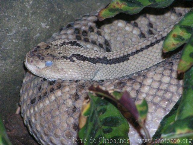 Northwestern Neotropical Rattlesnake *