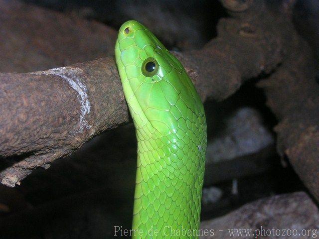 Eastern green mamba