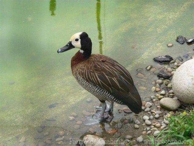 White-faced whistling-duck