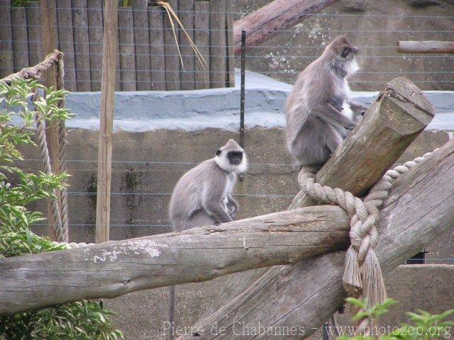 Tufted gray langur *