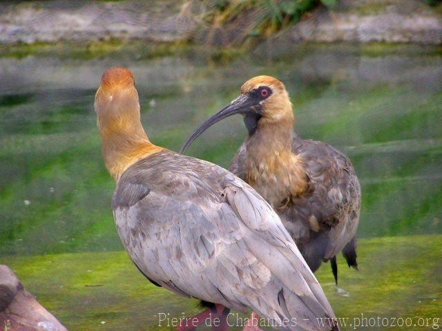 Black-faced ibis