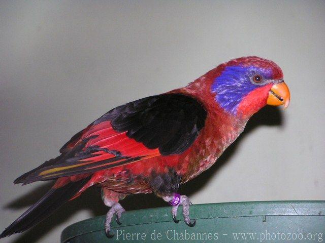 Black-winged lory