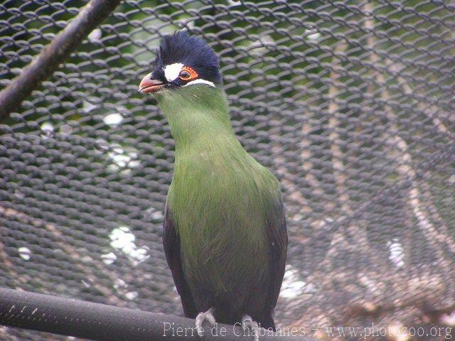 Hartlaub's turaco