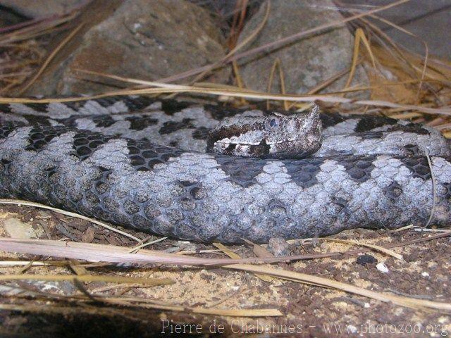 Nose-horned viper