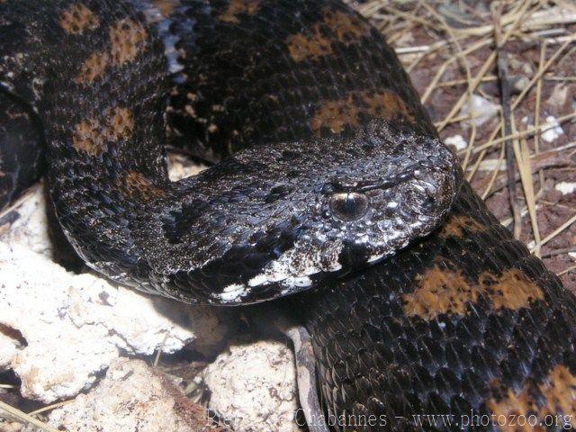 Armenian mountain viper